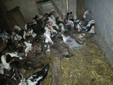 Продаются утки и селезни селезни крупные утки 600 сом селезни 1500 тыс at lalafo.kg Продаются утки и селезни селезни крупные утки 600 сом селезни 1500 тыс