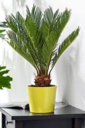 Саговник (Cycas revoluta) в горшке - Компактная декоративная at lalafo.kg Саговник (Cycas revoluta) в горшке - Компактная декоративная