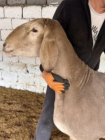 Продаю | Баран (самец) | Для разведения | Племенные at lalafo.kg Продаю | Баран (самец) | Для разведения | Племенные