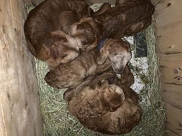 Продаю | Ягненок | Эдильбаевская | Для разведения at lalafo.kg Продаю | Ягненок | Эдильбаевская | Для разведения