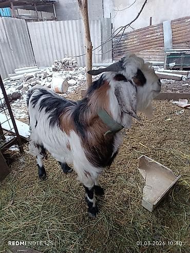 Продаю | Козёл (самец) | Битал | Для разведения | Племенные at lalafo.kg Продаю | Козёл (самец) | Битал | Для разведения | Племенные