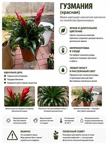 Гузмания (красная) — яркое цветущее комнатное растение из семейства at lalafo.kg Гузмания (красная) — яркое цветущее комнатное растение из семейства