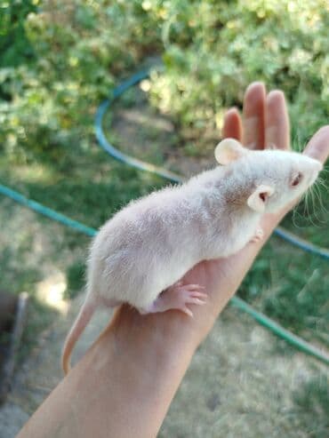 Шиншиллалар: Крысята ищут семью,которая их полюбит. Белые,голубые,в крапинку и с lalafo.kg да — 7 Шиншиллалар: Крысята ищут семью,которая их полюбит. Белые,голубые,в крапинку и с — 7