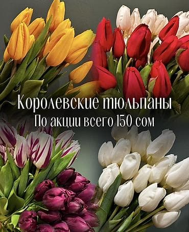 🌷 Королевские тюльпаны премиум-класса - по акции 150 сом за цветок at lalafo.kg 🌷 Королевские тюльпаны премиум-класса - по акции 150 сом за цветок