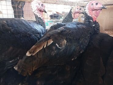 Продаю | Индюк (самец) | Черный принц | Для разведения at lalafo.kg Продаю | Индюк (самец) | Черный принц | Для разведения