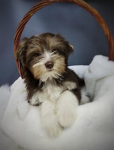 Йоркширский терьер, 4 месяца, Самец, С прививкой, С родословной at lalafo.kg Йоркширский терьер, 4 месяца, Самец, С прививкой, С родословной