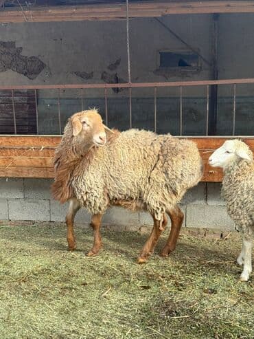 Ковролин: Сатам | Кочкор (эркек) | Союуга lalafo.kg да — 3 Ковролин: Сатам | Кочкор (эркек) | Союуга — 3