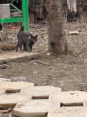 Скотиш Страйт (Шотландская прямоухая), 11 месяцев, Мальчик, Серый at lalafo.kg Скотиш Страйт (Шотландская прямоухая), 11 месяцев, Мальчик, Серый