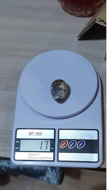 Продаю | Инкубационные яйца at lalafo.kg — 3 Продаю | Инкубационные яйца — 3