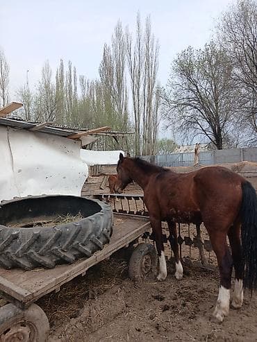 Продаю | Кобыла (самка) | Рабочий at lalafo.kg Продаю | Кобыла (самка) | Рабочий