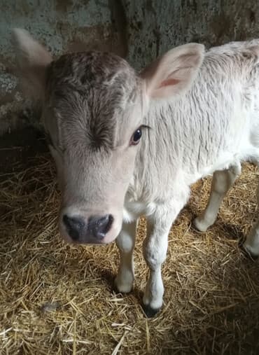 Продаю | Музоо, торпок | Ангус, Швицкая | Для разведения | Искусственник at lalafo.kg Продаю | Музоо, торпок | Ангус, Швицкая | Для разведения | Искусственник