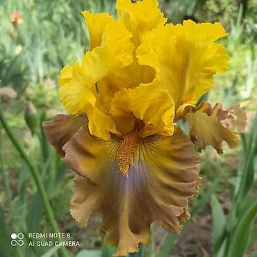 В продаже саженцы сортовых ирисов из личной коллекции Все фото мои! at lalafo.kg В продаже саженцы сортовых ирисов из личной коллекции Все фото мои!