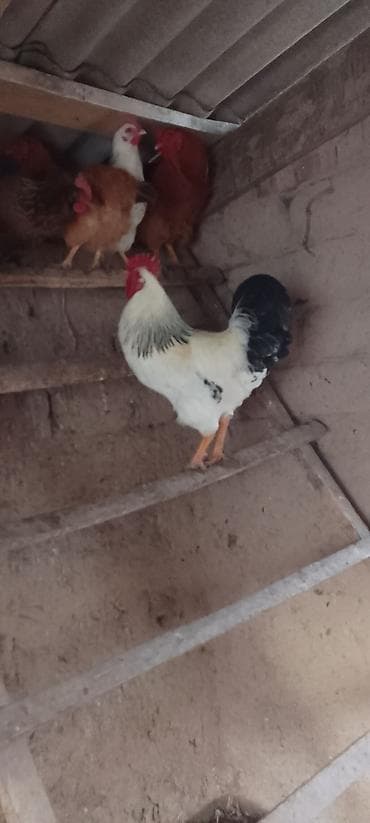 Продаю | Петух | Для разведения at lalafo.kg Продаю | Петух | Для разведения