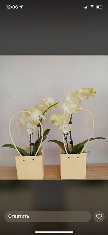 Антуриумдар: Комнатные цветы в стильном оформлении - Азалия в кашпо: пышные кусты lalafo.kg да — 4 Антуриумдар: Комнатные цветы в стильном оформлении - Азалия в кашпо: пышные кусты — 4