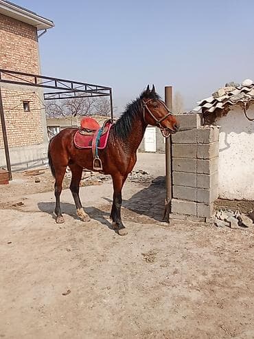 Продаю | Жеребец | Полукровка | Конный спорт at lalafo.kg Продаю | Жеребец | Полукровка | Конный спорт