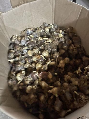 Луковицы тюльпанов (смесь сортов) - Натуральные луковицы для at lalafo.kg Луковицы тюльпанов (смесь сортов) - Натуральные луковицы для