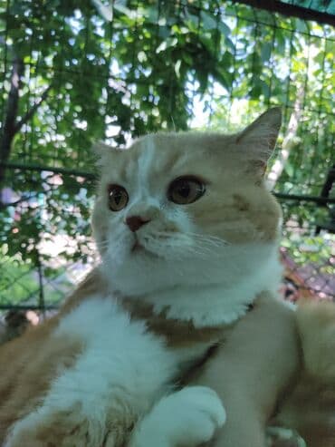 Скотиш Страйт (Шотландиялык тик кулактуу), 4 жаш, Эркек lalafo.kg да Скотиш Страйт (Шотландиялык тик кулактуу), 4 жаш, Эркек