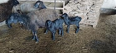 Продаю | Овца (самка), Ягненок | Гиссарская, Арашан | Для разведения | Котные, Матка at lalafo.kg Продаю | Овца (самка), Ягненок | Гиссарская, Арашан | Для разведения | Котные, Матка