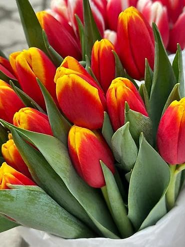 ТЮЛЬПАНЫ ОПТОМ от 100шт Голландские привозные тюльпаны с луковицей at lalafo.kg — 8 ТЮЛЬПАНЫ ОПТОМ от 100шт Голландские привозные тюльпаны с луковицей — 8