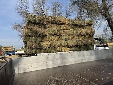 2укос беде сатылат at lalafo.kg 2укос беде сатылат