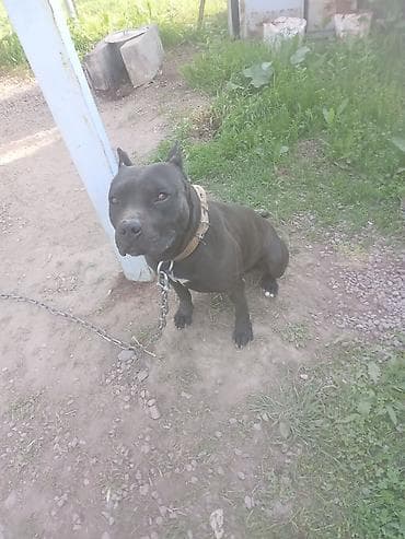 Продаю at lalafo.kg Продаю