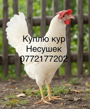 Куплю куплю несушек Тоок сатып алам жумуртка багытында Тоок алам at lalafo.kg Куплю куплю несушек Тоок сатып алам жумуртка багытында Тоок алам