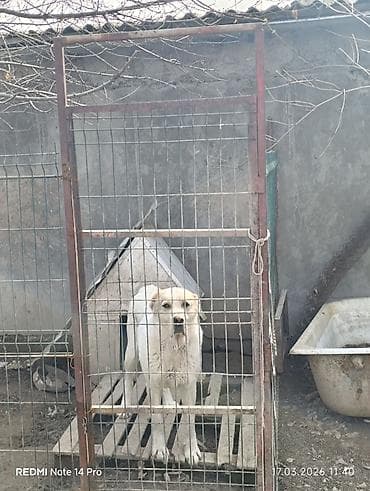 Собака даром: Алабай, 3 года, Самец at lalafo.kg Собака даром: Алабай, 3 года, Самец