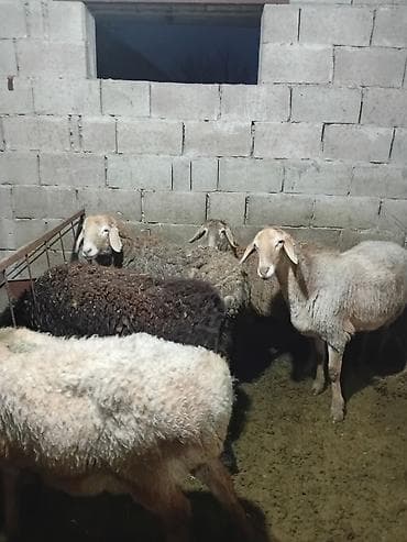 Продаю | Овца (самка) | Эдильбаевская, Арашан, Гиссарская | Для разведения, На забой, Для шерсти | Матка, Ярка, Племенные at lalafo.kg — 4 Продаю | Овца (самка) | Эдильбаевская, Арашан, Гиссарская | Для разведения, На забой, Для шерсти | Матка, Ярка, Племенные — 4