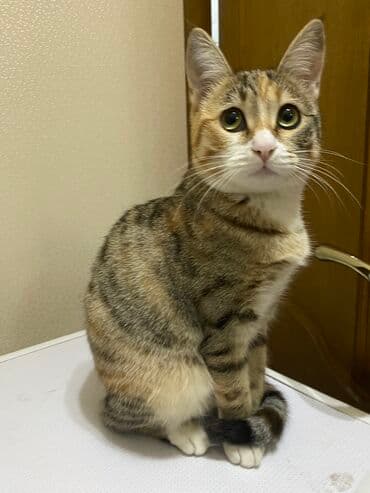 Лесная, 7 месяцев, Девочка, Голубой, Метис at lalafo.kg Лесная, 7 месяцев, Девочка, Голубой, Метис