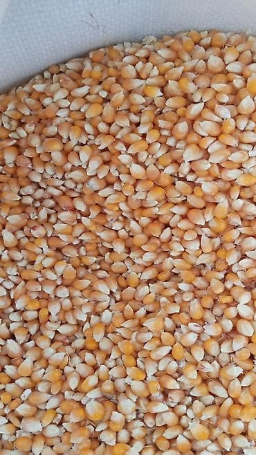Кукуруза (зерно) - Крупное сухое зерно жёлтых сортов - Подходит для at lalafo.kg Кукуруза (зерно) - Крупное сухое зерно жёлтых сортов - Подходит для