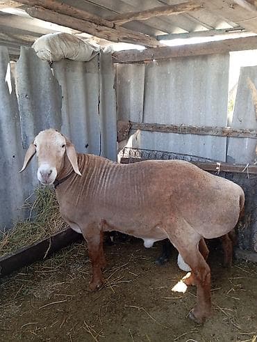 Продаю | Баран (самец) | Арашан | Для разведения | Осеменитель at lalafo.kg Продаю | Баран (самец) | Арашан | Для разведения | Осеменитель