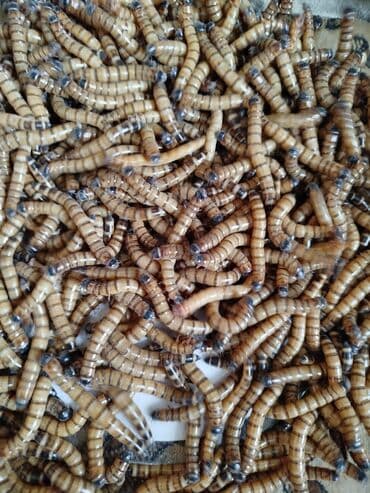 Ковролин: Продам зоофобусов крупные и поменьше на корм для рептилий, паукам lalafo.kg да — 3 Ковролин: Продам зоофобусов крупные и поменьше на корм для рептилий, паукам — 3