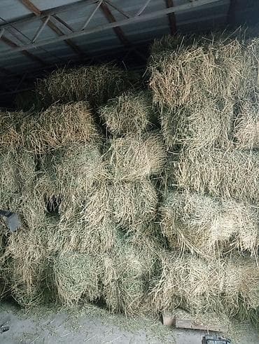 Срочно продаю тюки клевер по 350 - Прессованные прямоугольные тюки lalafo.kg да — 2 Срочно продаю тюки клевер по 350 - Прессованные прямоугольные тюки — 2