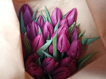 Тюльпаны сортовые, упакованные партиями. Идеальный выбор для салонов lalafo.kg да — 7 Тюльпаны сортовые, упакованные партиями. Идеальный выбор для салонов — 7