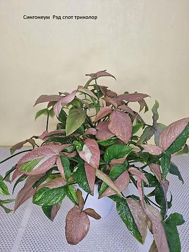 Аглаонемалар: #Аллоказии/Сингонеумы/ Прочее-Домашние - Адаптированные!!! lalafo.kg да — 6 Аглаонемалар: #Аллоказии/Сингонеумы/ Прочее-Домашние - Адаптированные!!! — 6