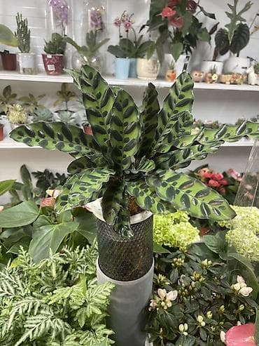 Калатея ланцевидная (Calathea lancifolia, «Rattlesnake») в стильном at lalafo.kg Калатея ланцевидная (Calathea lancifolia, «Rattlesnake») в стильном