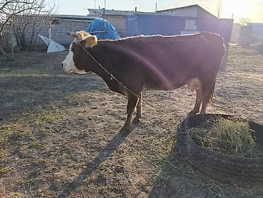 Продаю | Корова (самка) | Симментальская | Для молока | Привязанные at lalafo.kg Продаю | Корова (самка) | Симментальская | Для молока | Привязанные