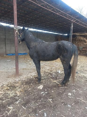 Продаю | Конь (самец) | Рабочий at lalafo.kg Продаю | Конь (самец) | Рабочий