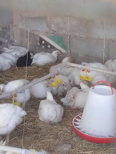 Бройлеры выращенные домашних условиях живым at lalafo.kg Бройлеры выращенные домашних условиях живым