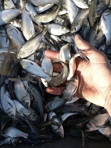 Lotus: Малёк Толстолобик Карп Амур принимаем заказы на очередь есть машина с at lalafo.kg — 1 Lotus: Малёк Толстолобик Карп Амур принимаем заказы на очередь есть машина с — 1