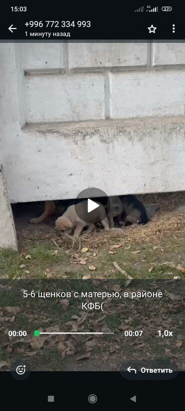 Срочно нужен дом‼️‼️‼️‼️тема не моя на фото есть номера, Животных at lalafo.kg Срочно нужен дом‼️‼️‼️‼️тема не моя на фото есть номера, Животных