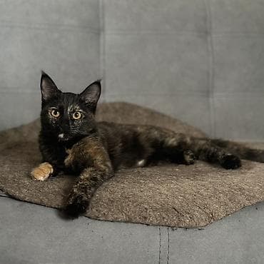 6 месяцев, Девочка, Кастрирована, Приучена к лотку at lalafo.kg 6 месяцев, Девочка, Кастрирована, Приучена к лотку