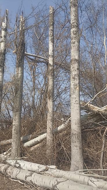 Өрт жабдуулары: Отун Терек, Өзү алып кетүү lalafo.kg да — 2 Өрт жабдуулары: Отун Терек, Өзү алып кетүү — 2