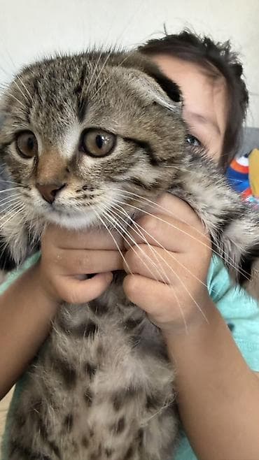 Шотландский вислоухий котёнок (скоттиш-фолд) - Окрас: табби at lalafo.kg Шотландский вислоухий котёнок (скоттиш-фолд) - Окрас: табби