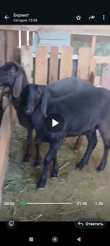 Продаю | Коза (самка) | Зааненская | Для разведения | Племенные at lalafo.kg Продаю | Коза (самка) | Зааненская | Для разведения | Племенные