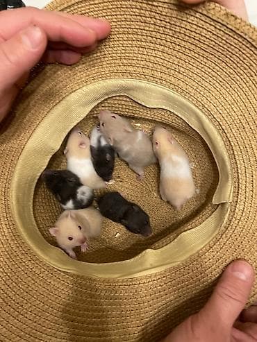 Сирийские хомячки, из 7 малышей. Возраст: 1 месяц. Окрас: - 3 at lalafo.kg Сирийские хомячки, из 7 малышей. Возраст: 1 месяц. Окрас: - 3