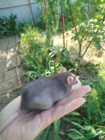 Шиншиллалар: Крысята ищут семью,которая их полюбит. Белые,голубые,в крапинку и с lalafo.kg да — 6 Шиншиллалар: Крысята ищут семью,которая их полюбит. Белые,голубые,в крапинку и с — 6