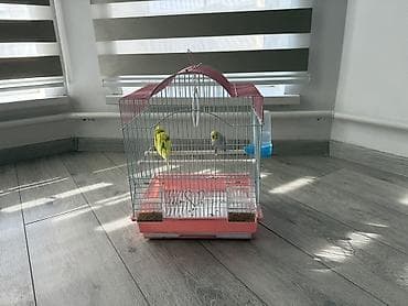 Пара попугаев в комплекте с клеткой поильником и кормушками Клетка at lalafo.kg Пара попугаев в комплекте с клеткой поильником и кормушками Клетка
