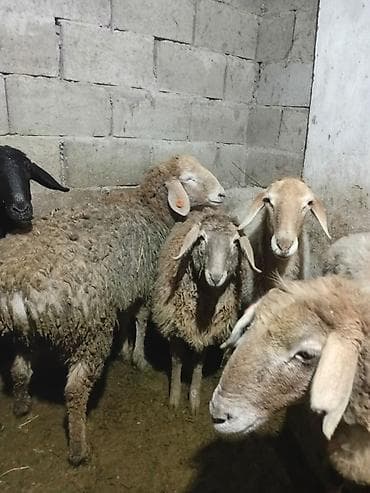 Продаю | Овца (самка) | Эдильбаевская, Арашан, Гиссарская | Для разведения, На забой, Для шерсти | Матка, Ярка, Племенные at lalafo.kg — 1 Продаю | Овца (самка) | Эдильбаевская, Арашан, Гиссарская | Для разведения, На забой, Для шерсти | Матка, Ярка, Племенные — 1