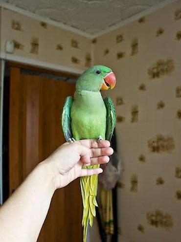 Александрийские попугаи есть ручные. Хорошо учатся говорить и at lalafo.kg Александрийские попугаи есть ручные. Хорошо учатся говорить и